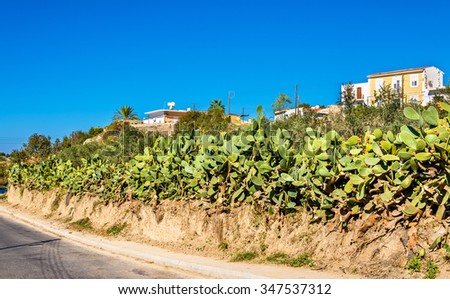 Opuntia cactus at a road in Paphos - Cyprus