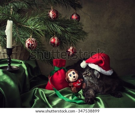 Cat and Christmas