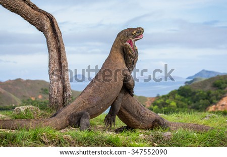 Komodo Dragons are fighting each other. Very rare picture. Indonesia. Komodo National Park. An excellent illustration.