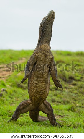Komodo dragon is standing upright on their hind legs. Interesting perspective. The low point shooting. Indonesia. Komodo National Park. An excellent illustration.