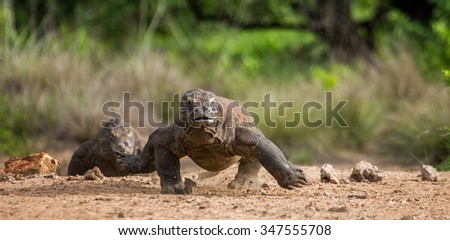 Komodo dragon runs along the ground. Very rare photo. low point shooting. Dynamic picture. Indonesia. Komodo National Park.
