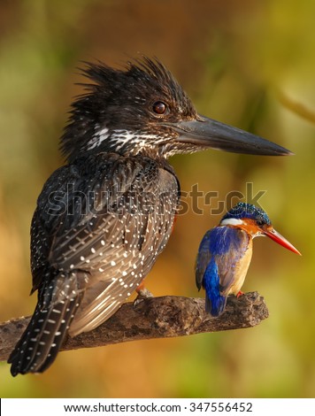 Giant african kingfisher with one of the smallest african kingfisher perched together on a branch for comparison of size. Edited picture. Chobe river, Botswana.