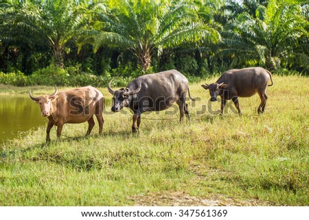 Buffalo is a large animal species. Which is linked to the man since ancient times. Are important in the daily lives of humans. Associated with the lifestyle of Thailand. Used as agricultural workers