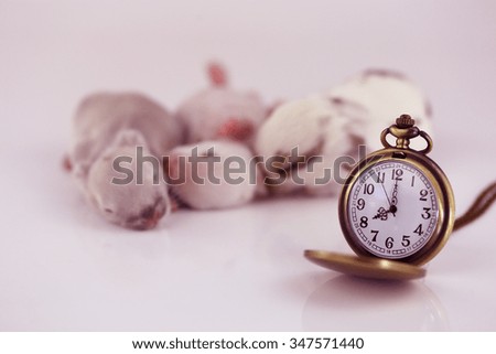 sleep baby rabbits with vintage pocket watch
