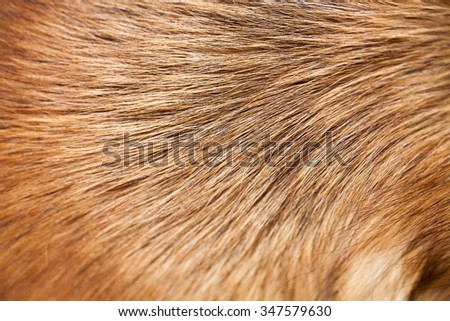 Closeup high definition image of textured dog hair.