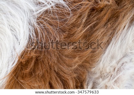 Closeup high definition image of textured dog hair.