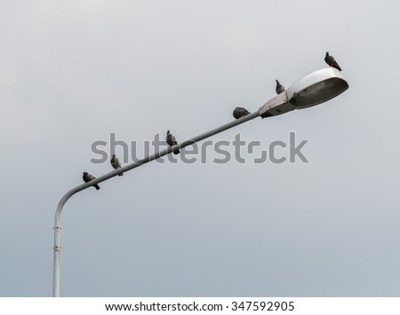 bird on the traffic light
