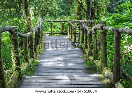 moisture of mountain forest Doi Inthanont National Park Chiangmai northern of Thailand natural 