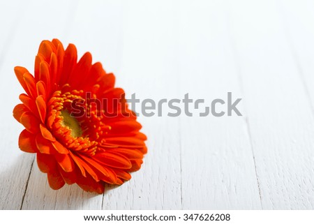 gerbera daisy flower head on white wood table background
