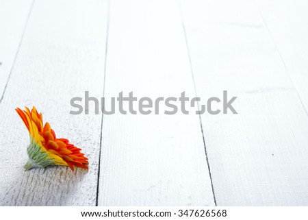 gerbera flower head on white wood table background