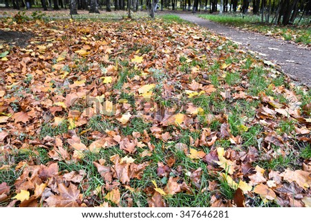Fallen leaves on the grass in the autumn Park. October in the city Park when the fall leaves.