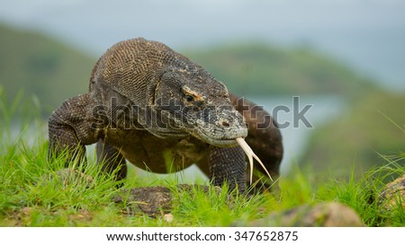 Komodo dragon sitting on the ground against the backdrop of stunning scenery. Interesting perspective. The low point shooting. Indonesia. Komodo National Park. An excellent illustration.