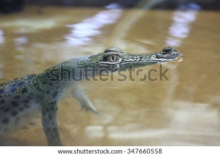 Crocodile eye close up 