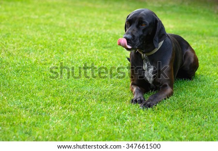 Black licking dog (bitch) lying on the grass