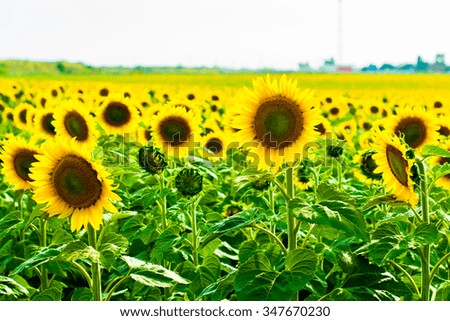 Bright field of ripe sunflowers