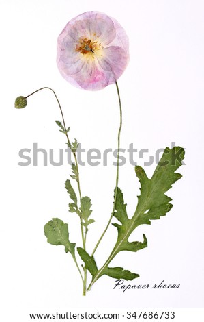 Herbarium from dried blossoming flower with subscript. Papaver rhoeas, poppy