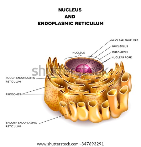 Cell Nucleus and Endoplasmic reticulum detailed anatomy with description