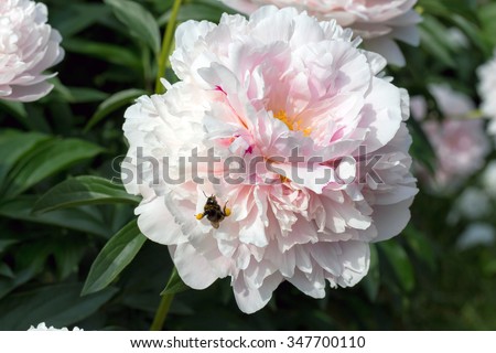 Sunny peony flower with bumblebee in botanical garden in summer