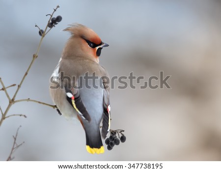 Close-up portrait of a winter, colorful migrant bird, the Bohemian waxwing, Bombycilla garrulus, perched on a twig with black berries, isolated against blurred winter background. Czech republic. Royalty-Free Stock Photo #347738195