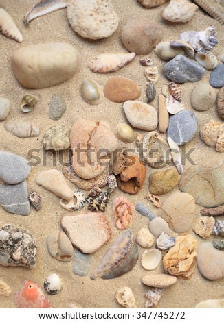 seashells and rocks on the beach