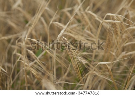 Field of ripe wheat ears before harvesting.Overcast
