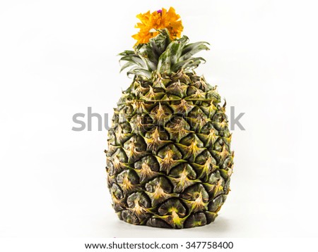 Isolated tropical pineapple fruit with flower on the top