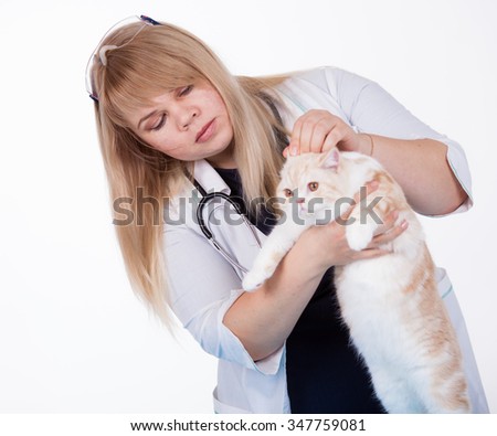 Scottish kitten in veterinary clinic, isolated on white