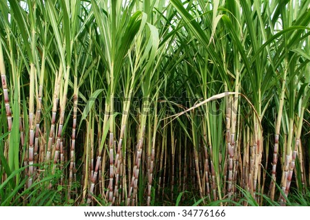 sugar cane fields, culture tropical and planetary stake on biocarburant Royalty-Free Stock Photo #34776166