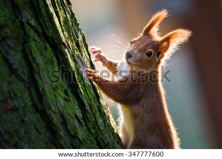 Detail of cute red squirrel on the tree trunk