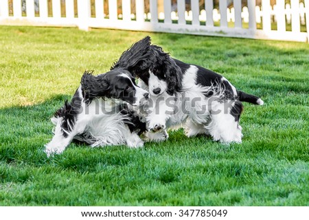 Two purebred black and white English Springer Spaniels at play chasing one another and wrestling 
