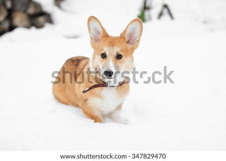 Corgi puppy walks in the park on snow in the winter
