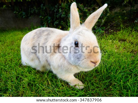 mottled dwarf rabbit - pet