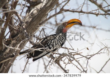 Southern yellow-billed hornbill in a tree