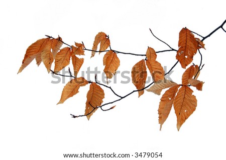 Dry leaves in winter isolated