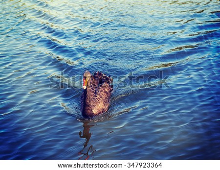Black swan on the pond