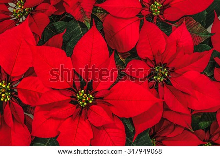 Red Poinsettia Flower, Euphorbia Pulcherrima, Nochebuena Royalty-Free Stock Photo #347949068