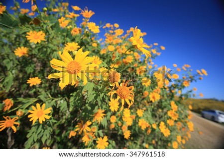 Mexican sunflower weed (Tithonia diversifolia) in the field with blue sky