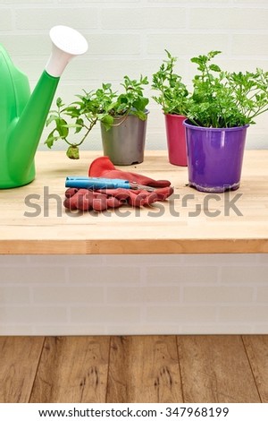 A studio photo of various potted garden herbs