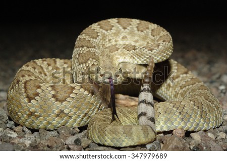 Mohave Rattlesnake Royalty-Free Stock Photo #347979689