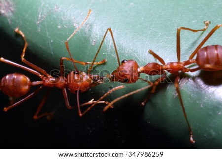 Small red ant on the tree in Thailand forest