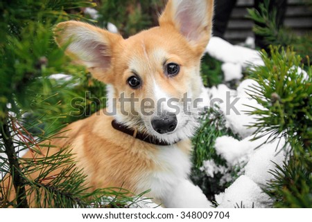 Corgi puppy walks in the park on snow in the winter