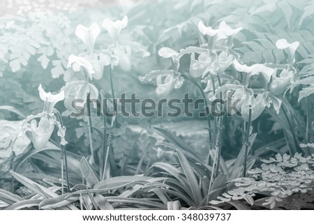 Group of Lady slipper orchid blossom in flower garden - monochrome tone and color filter effect style picture