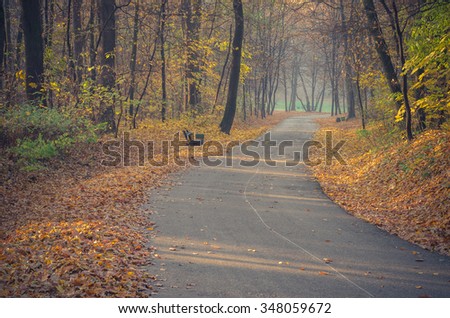 Asphalt alley in the autumn park covered with brown leaves