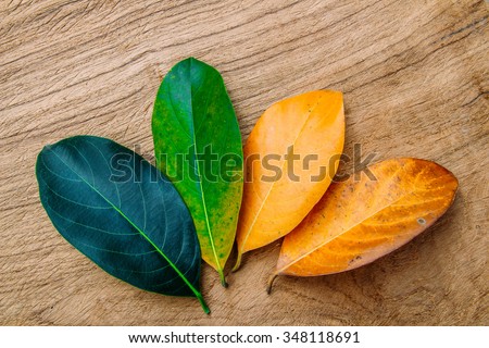 Concept season change of leaves Royalty-Free Stock Photo #348118691
