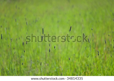 Green summer field with a grass and ears