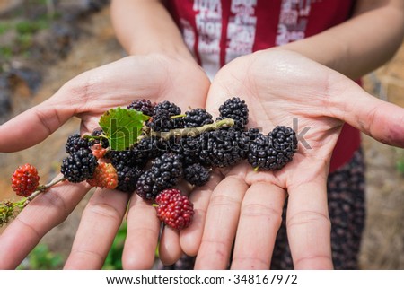 Hands holding fresh mulberries from the garden
