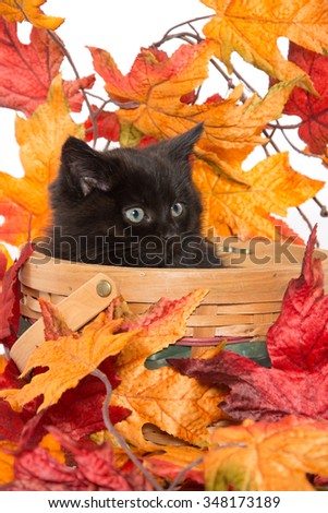 Cute baby black kitten inside of basket with fall leaves on white background