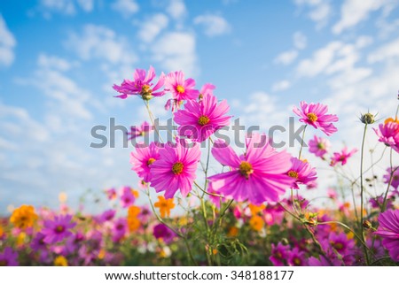 The Cosmos Flower of grassland
