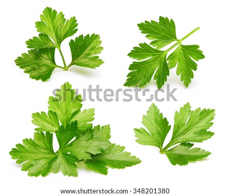 Parsley herb isolated on white background. Royalty-Free Stock Photo #348201380