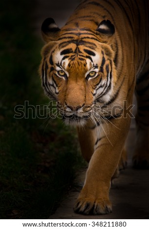 Sumatran Tiger close-up. 